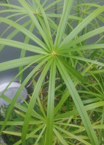 Umbrella Palm + Water Latuce