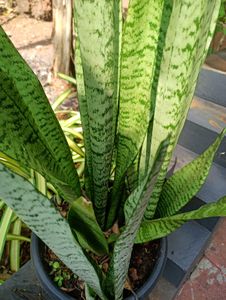 Natural Plants Combo