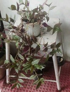 Set 2 Money &amp;Zabronics Plants