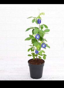 Aprajita Plant Seeds