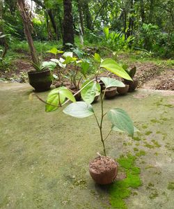Two pepper Plants (Kaali Mirch)