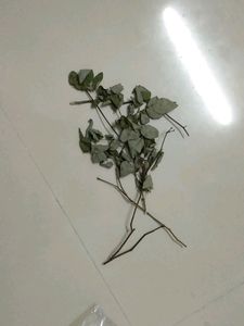 Rose Plant Stem Cuttings