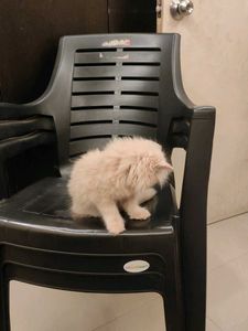 3-Neelkamal Chair(chair for sale, not the cat)