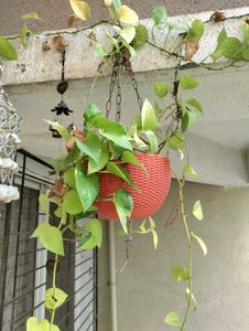 Money Plant Cuttings -3 With Nodes