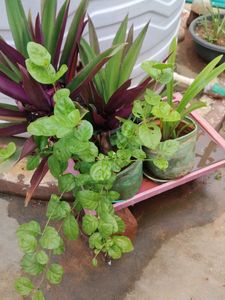 Plants