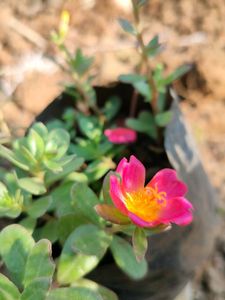 Plant 3 Colour