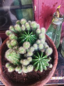 Easter Lily Cactus