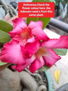 Adenium Seeds and plants combo offer