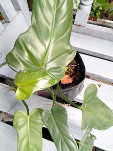 Air Purifying Indoor Plants