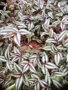11 Live Root Plants