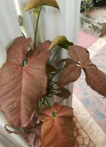 Natural Plants For Sale .