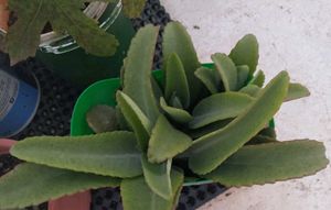 combo 6 plants @low price