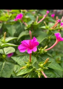 Combo Alive Flower Plant
