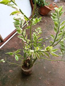 Devil's Backbone Plant - Unique Foliage!