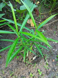 Yellow Oleander Sapling