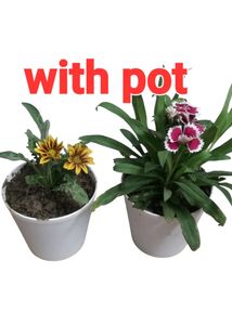 Live Plant In Sale Price With Pot