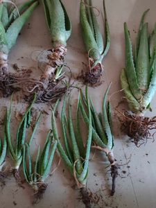 21 Alovera Plants