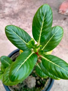 Sadabahar 5 Plants