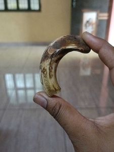 Vintage Wild Boar Tusk Pendant