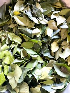 Curry Leaves