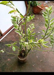 Combo. Of Hanging Basket Plant And Devil&#39;s Backbon