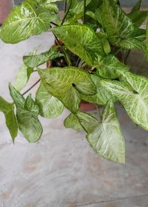 Syngonium Podophyllum Arrowhead Love The Nature