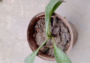 Plant