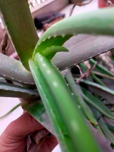 Fresh Aloevera Plants In All Size You Can Buy