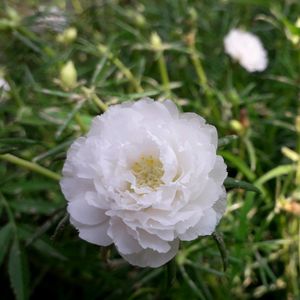 Naubajiya /Portulaca, 9 O Clock white Plant Heart plant Combo Offer
