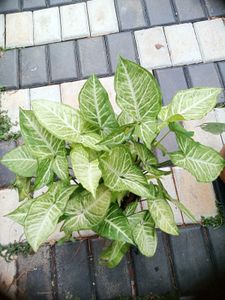 10 Live Root Plants