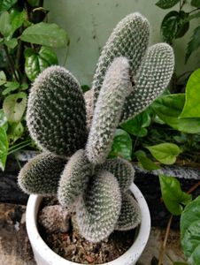 Combo Of 3 Cactus Cuttings