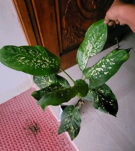 Set 2 Dieffenbchi &amp; Calcium Biclor Plants