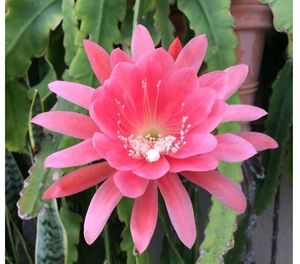 Brahma Kamal Red/Pink Colour Flower Live Plant