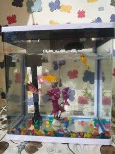 🐠 🐟 🐠 🐟 Fish Aquarium 🐠🐟🐠🐟