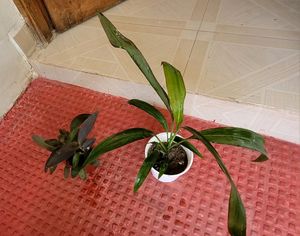 Pack 2 Dracaena Mahatma &amp; Heart Purple Plant &amp; Pot