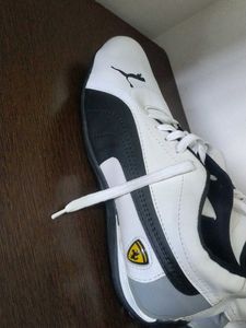 Puma Speecat