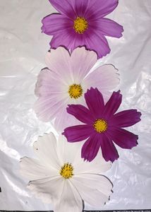 Colourful Sunflower Seeds