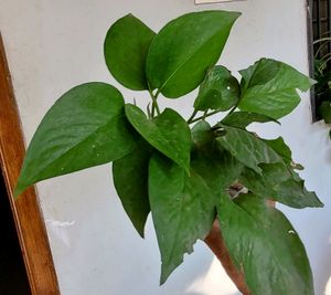 3 set evergreen Plants🪴