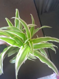 Real Spider Plant, Healthy Roots In Tiny Clay Pot