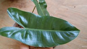 Combo Philodendrons (Lemon Lime &amp; Burle Marx)