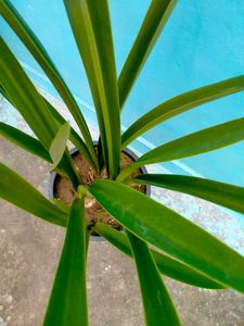 Lily Plant Live