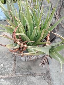Aloe Vera Plant
