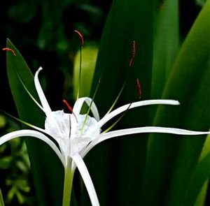 Spider Lilly Bulb Of 4 , And 4 Pots 3" ; Rainy Season Flower With Mild Scented
