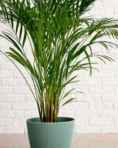 Areca Palm Plant