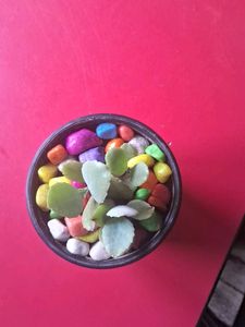 Adorable Potted Succulent with Colorful Stones