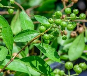 Heena Plant Seeds 50gm