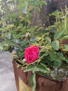 Pink Rose