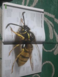 The Visual Encyclopedia Everything.. Book