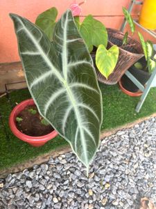 Alocasia longiloba same plant