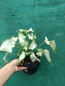 Caladium Bondi Plant